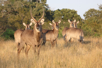 Wasserbock / Waterbuck / Kobus ellipsiprymnus