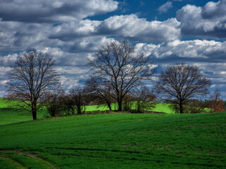 Fototapeta premium Drzewa