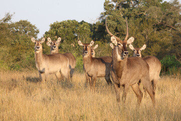 Wasserbock / Waterbuck / Kobus ellipsiprymnus