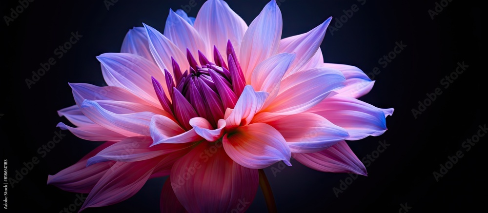 Poster a beautiful flower with hues of purple and pink. with copy space image. place for adding text or des