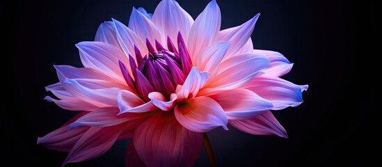A beautiful flower with hues of purple and pink. with copy space image. Place for adding text or design