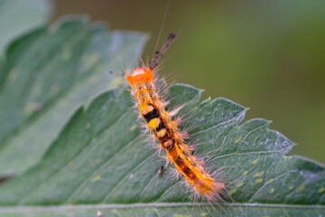 Photography Caterpillar or Ana pseudo conspersa on the edge of a leaf. Macro shot of caterpillar in the wild isolated. Graphic Resources. Animal Themes. Animal Closeup. Nature Photography Concept. 