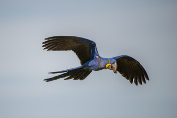 A beautiful hyacinth macaw sitting on a branch in the Pantanal in Brazil. The hyacinth macaw, or...