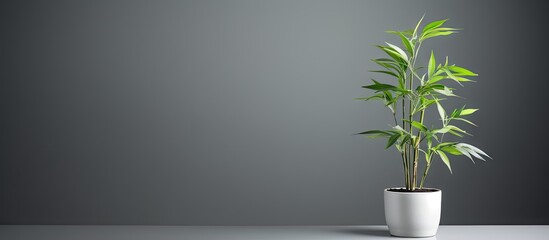 A bamboo plant stands alone on a gray background providing ample copy space for designs or text