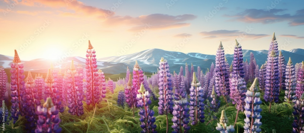 Poster On a green hill there is a picturesque scene of lupines in full bloom creating a beautiful display of colors The image allows for an empty space. with copy space image
