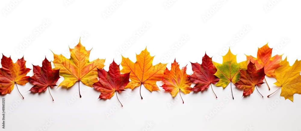 Aufkleber Autumn maple leaves forming a border isolated on a white background Copy space image