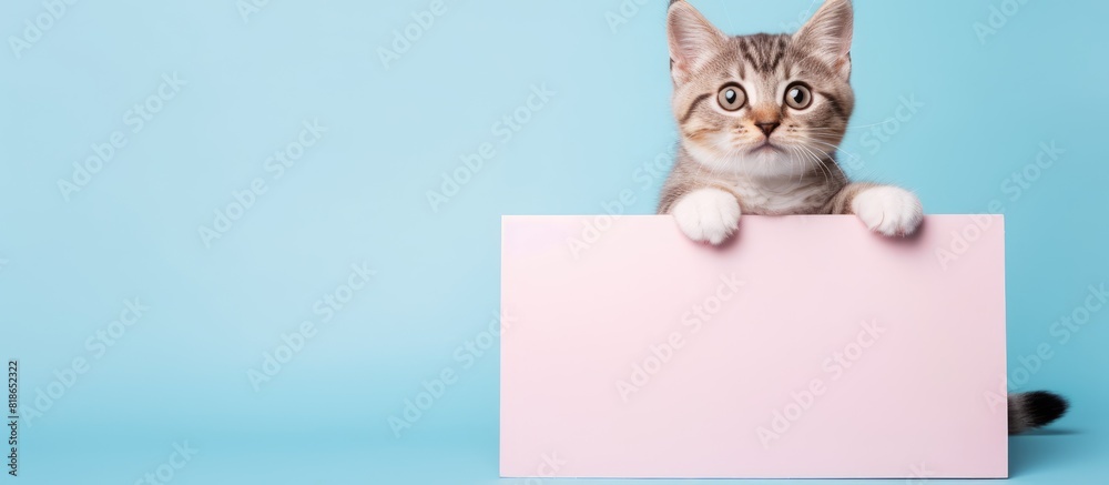 Poster an adorable pet a cute tabby cat holding a blank whiteboard against an isolated pastel color backgro