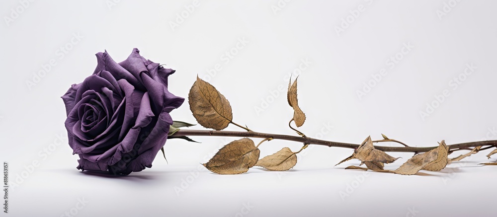 Aufkleber a dried purple rose is displayed in a golden frame against a clean white background allowing for cop