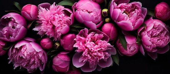 A beautiful arrangement of pink peony flowers surrounds a copy space image against a dark black background in a flat lay position - Powered by Adobe