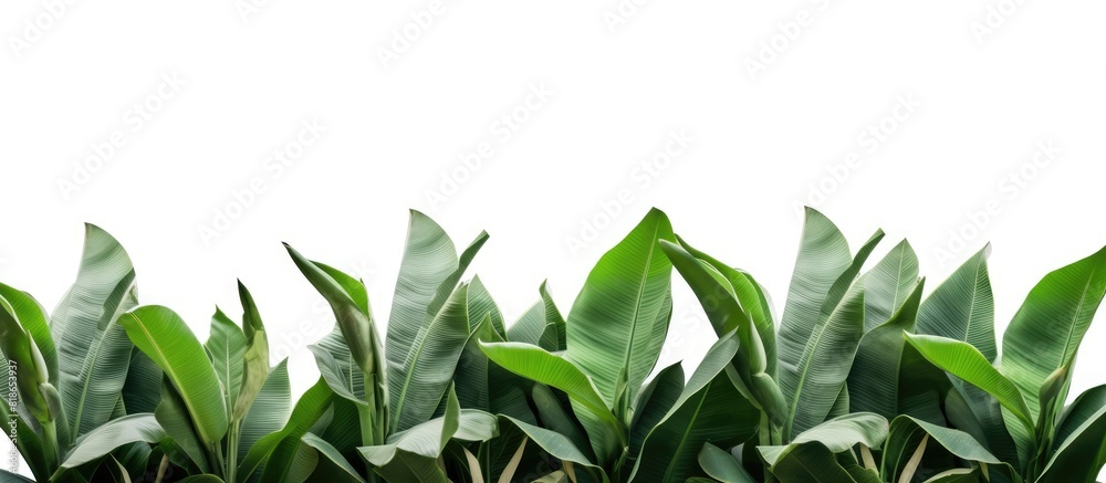 Poster A frame of isolated tropical banana tree leaves on a white background with a clipping path for easy removal of the background copy space image