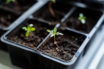 Closeup of young seedlings in black plastic containers with fresh soil, showing plant growth and...