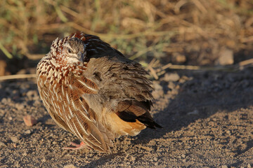 Schopffrankolin / Crested francolin / Francolinus sephaena