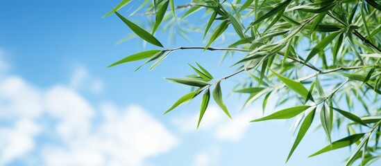 There is a copy space image of bamboo leaves surrounded by a serene blue sky and flowing clouds