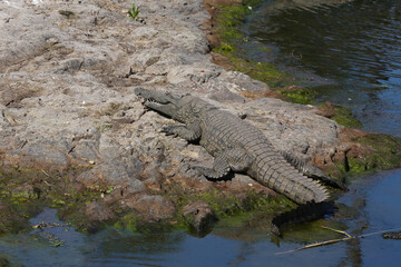 Nilkrokodil / Nile crocodile / Crocodylus niloticus.