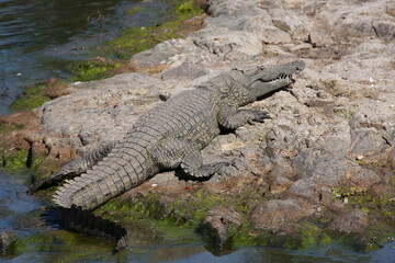 Nilkrokodil / Nile crocodile / Crocodylus niloticus.