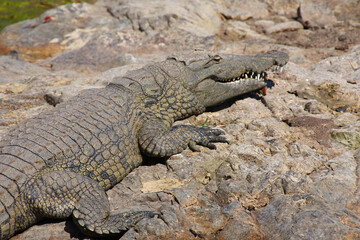 Nilkrokodil / Nile crocodile / Crocodylus niloticus.