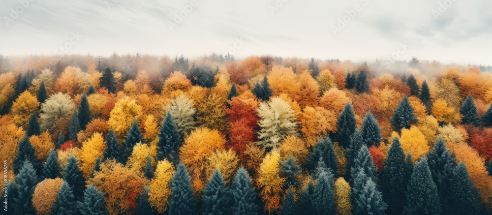 Aufkleber aerial perspective of a scenic forest during the vibrant autumn season captured by a drone. with cop