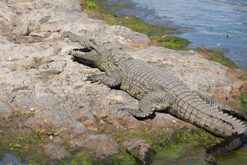 Nilkrokodil / Nile crocodile / Crocodylus niloticus.