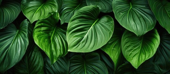 The copy space image captures the intricate veins on the surface of the betel leaves highlighting their exquisite beauty and quality