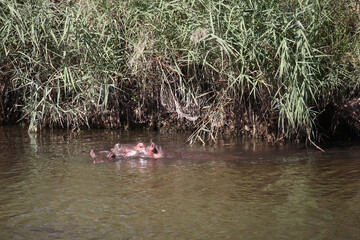 Flußpferd / Hippopotamus / Hippopotamus amphibius