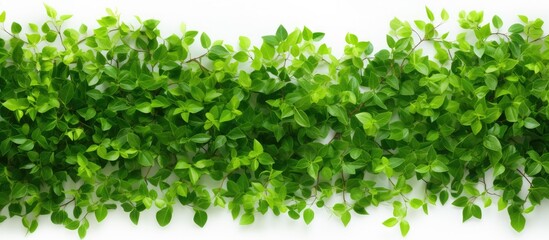 Naklejka premium A copy space image adorned with tiny green leaves on the backdrop