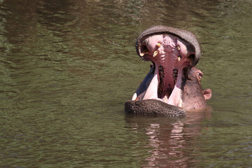 Fototapeta premium Flußpferd / Hippopotamus / Hippopotamus amphibius..