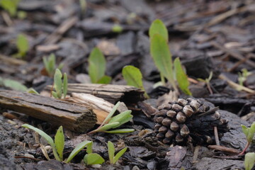 Macro of small pinecone on wet ground with green small weeds