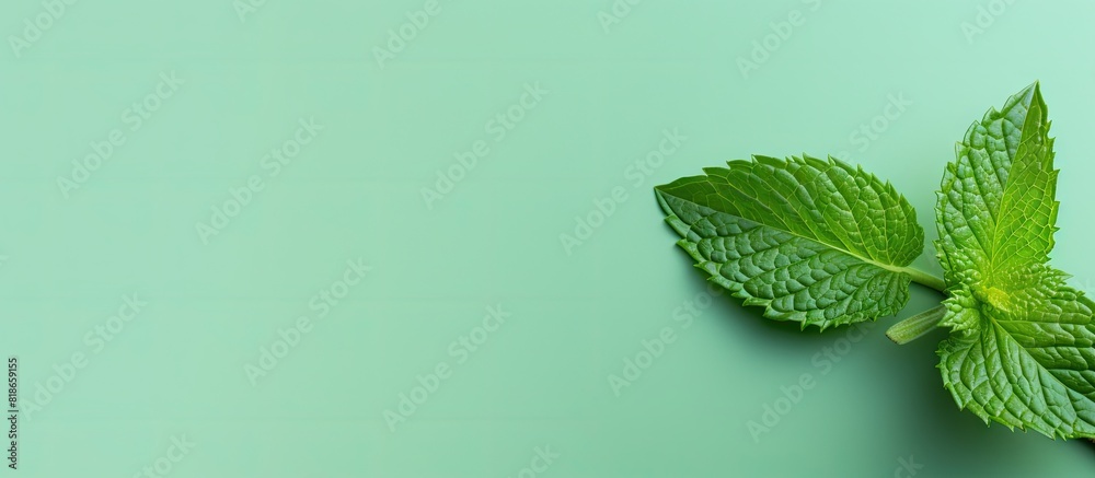 Aufkleber a fresh mint leaf is isolated on a colored background providing a top view with copy space image