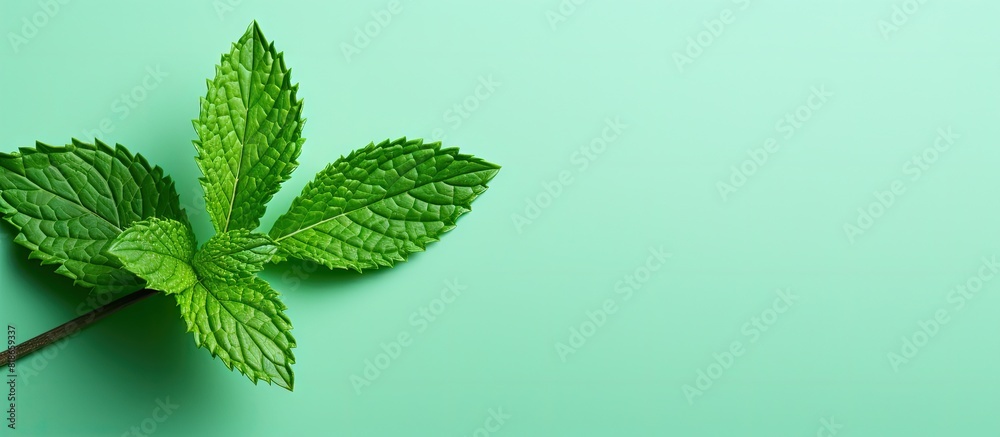 Poster a fresh mint leaf is isolated on a colored background providing a top view with copy space image