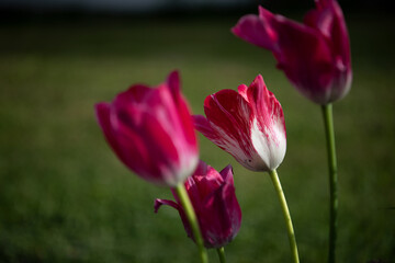 Beautiful tulips in the garden .