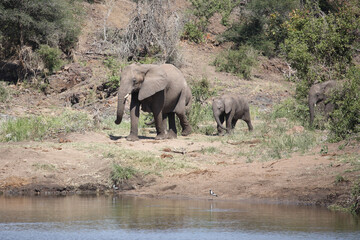 Afrikanischer Elefant am Sweni River/ African elephant at Sweni River / Loxodonta africana.