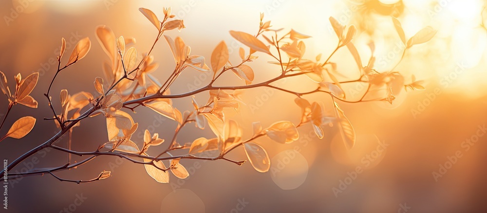 Poster close up of branches in the garden at sunset illuminated by the soft glow of sunlight plenty of copy