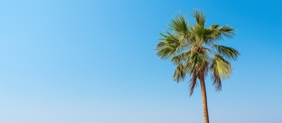 A palm tree stands against a backdrop of clear blue sky providing ample copy space