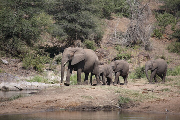 Afrikanischer Elefant am Sweni River/ African elephant at Sweni River / Loxodonta africana.