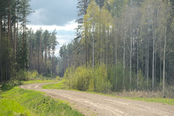 Beautiful small gravel road through lush green north Europe forest.
