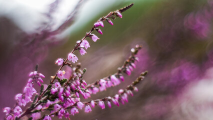 Macro de fleurs de bruyère sauvages, dans la forêt des Landes de Gascogne