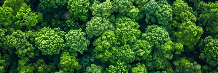 Obraz premium Aerial View of Lush Forest Canopy Generative AI