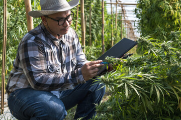 Cannabis research worker man holding tablet checking marihuana leaves and flowers in greenhouse