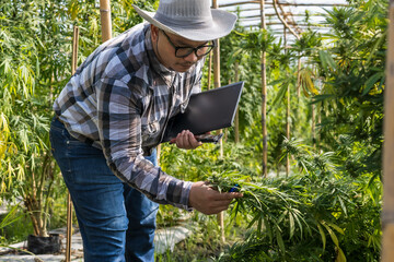 Cannabis research worker man holding tablet checking marihuana leaves and flowers in greenhouse