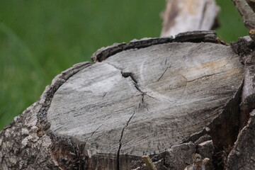 Macro of clean cut tree stump on green grass field, texture