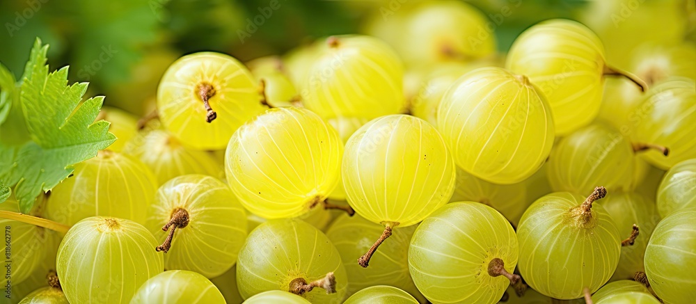 Poster a close up image showcasing the vibrant and plump gooseberry berries ideal as copy space image