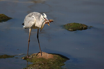 Afrikanischer Graureiher / Grey heron / Ardea cinerea.