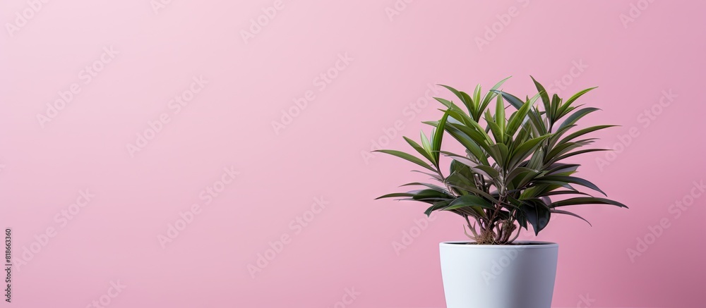Poster A copy space image of a pink background adorned by a small potted plant with a blank sheet of paper situated in the middle