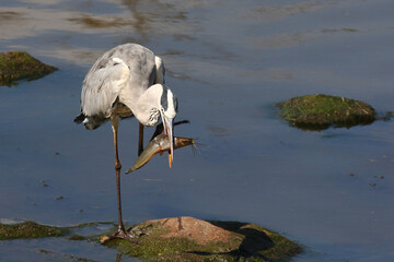 Afrikanischer Graureiher / Grey heron / Ardea cinerea.