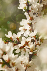 Tree blossom in spring. Flowers on a tree branch with highlights. White flowers closeup on a green background.