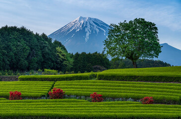 富士市大渕笹場新緑の茶畑と富士山
