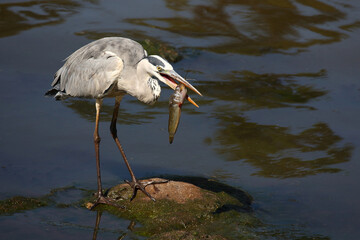 Afrikanischer Graureiher / Grey heron / Ardea cinerea.