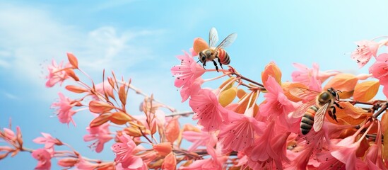In the morning two bee hems prevent pollen from reaching the stunning coral vine flowers in a copy space image