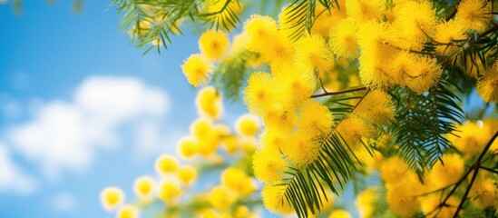 A blooming mimosa tree with yellow flowers as a beautiful copy space image