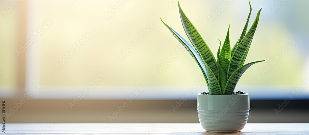 Poster home decor with a potted sansevieria plant placed on a window sill offering an inviting copy space i